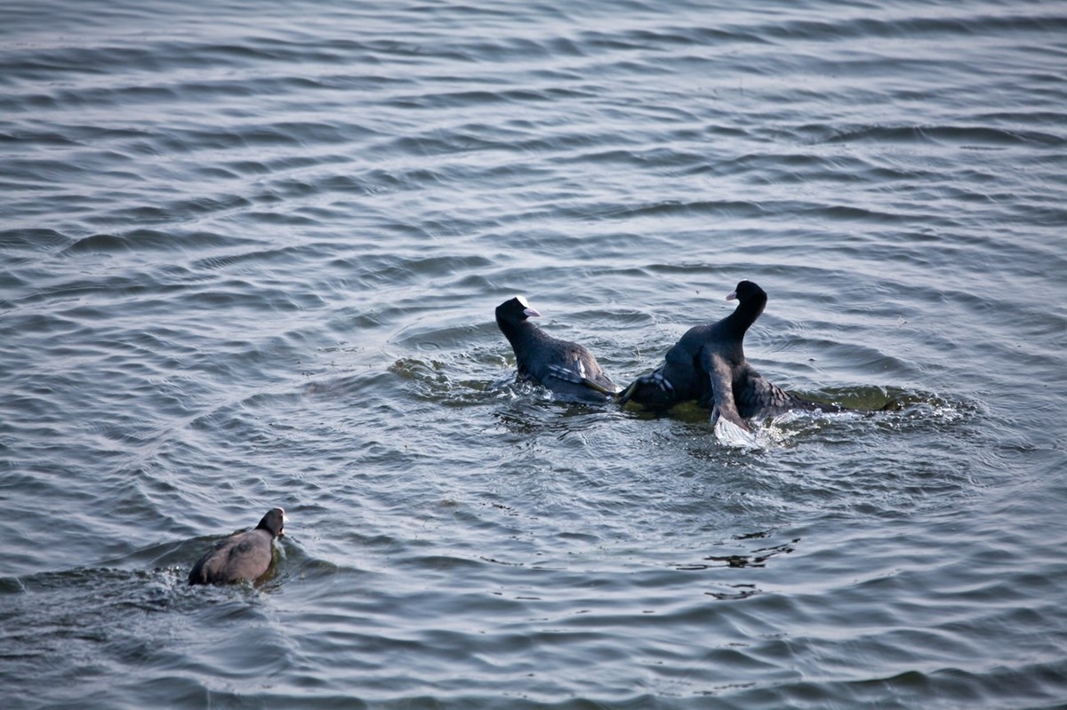 抓拍——好斗的黑水鸡