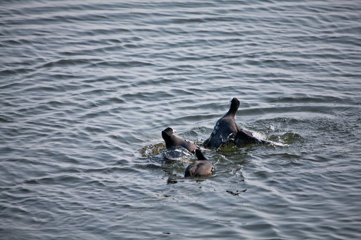 抓拍——好斗的黑水鸡