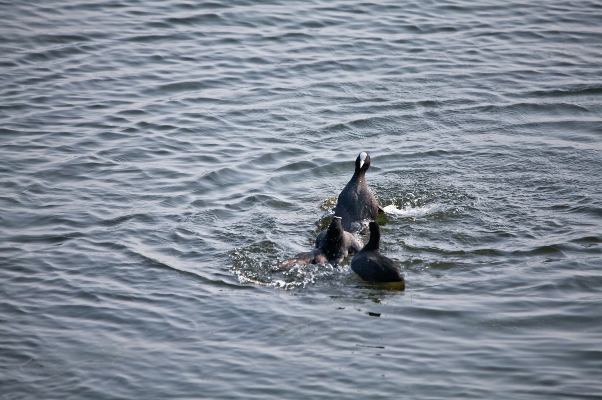 抓拍——好斗的黑水鸡
