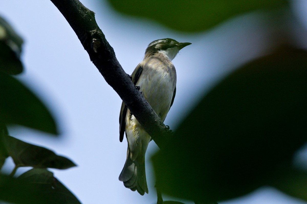 柿子树上的鸟儿