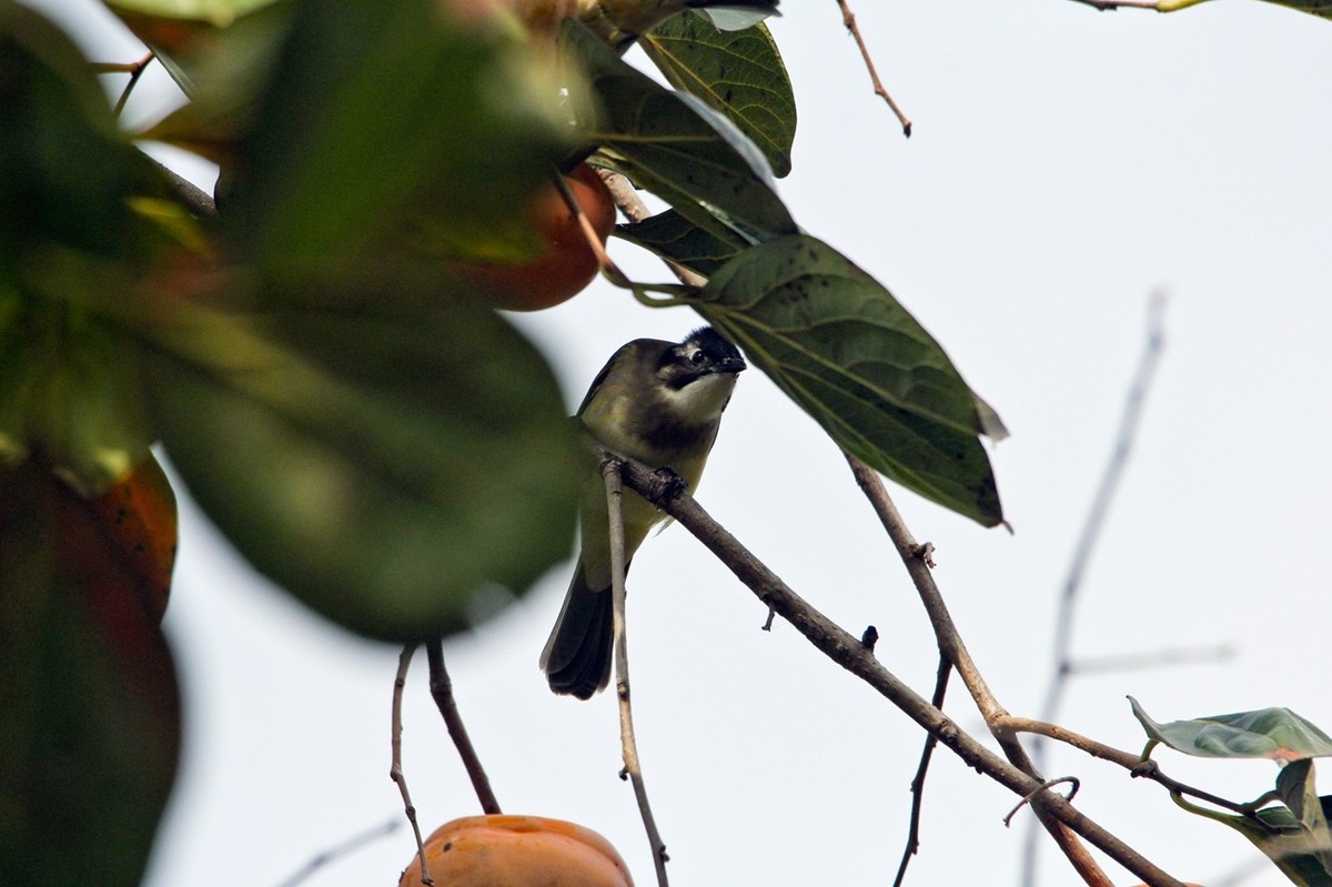 柿子树上的鸟儿