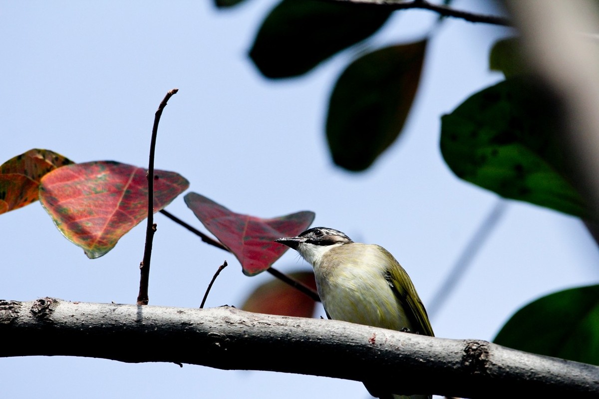 柿子树上的鸟儿