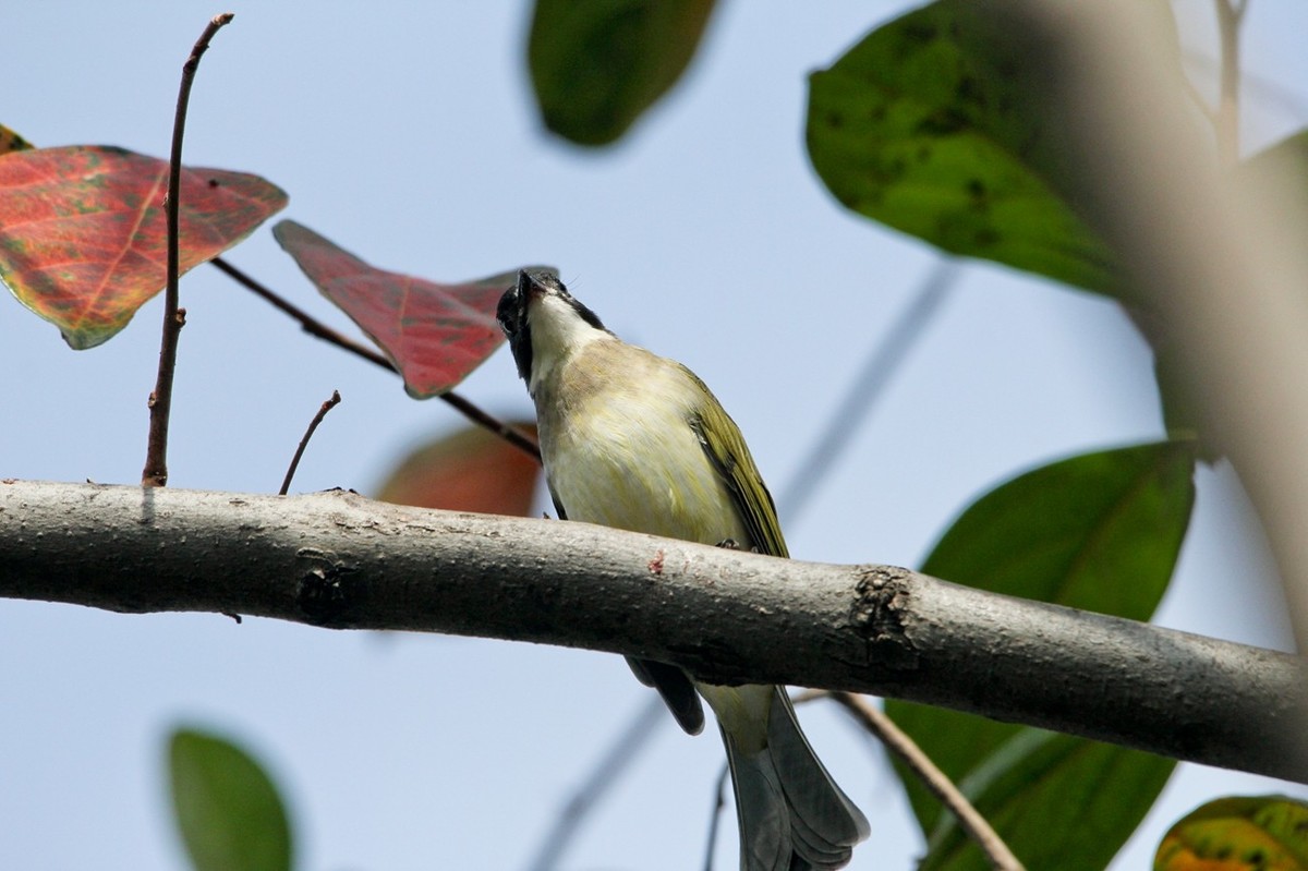 柿子树上的鸟儿