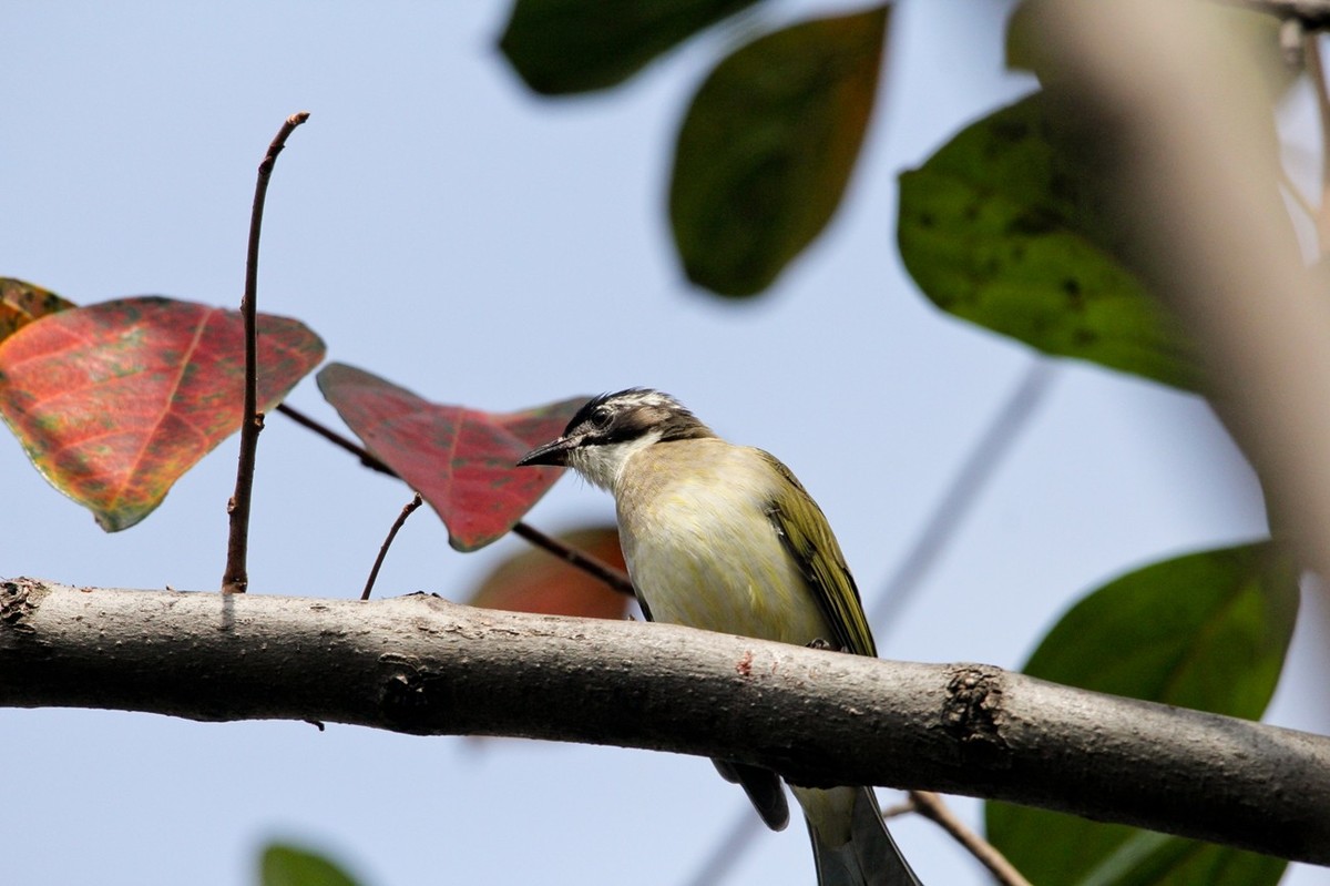 柿子树上的鸟儿