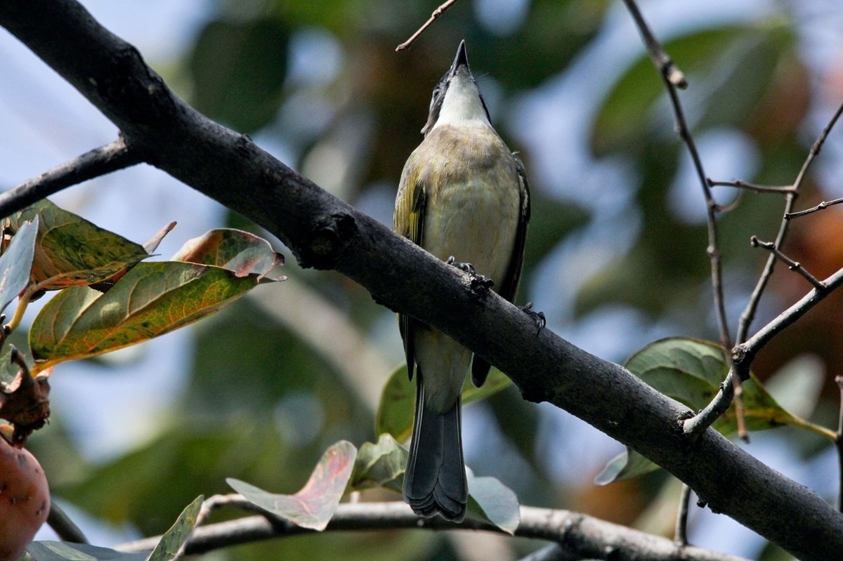 柿子树上的鸟儿