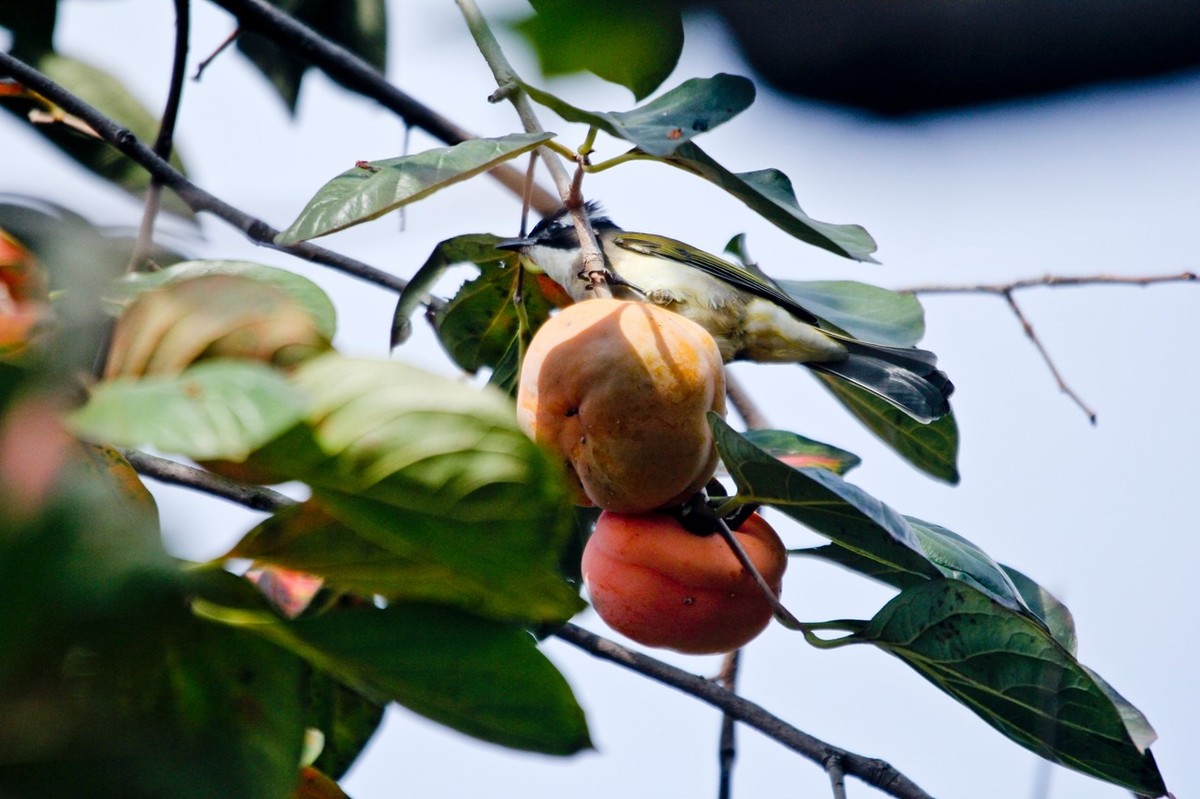 柿子树上的鸟儿