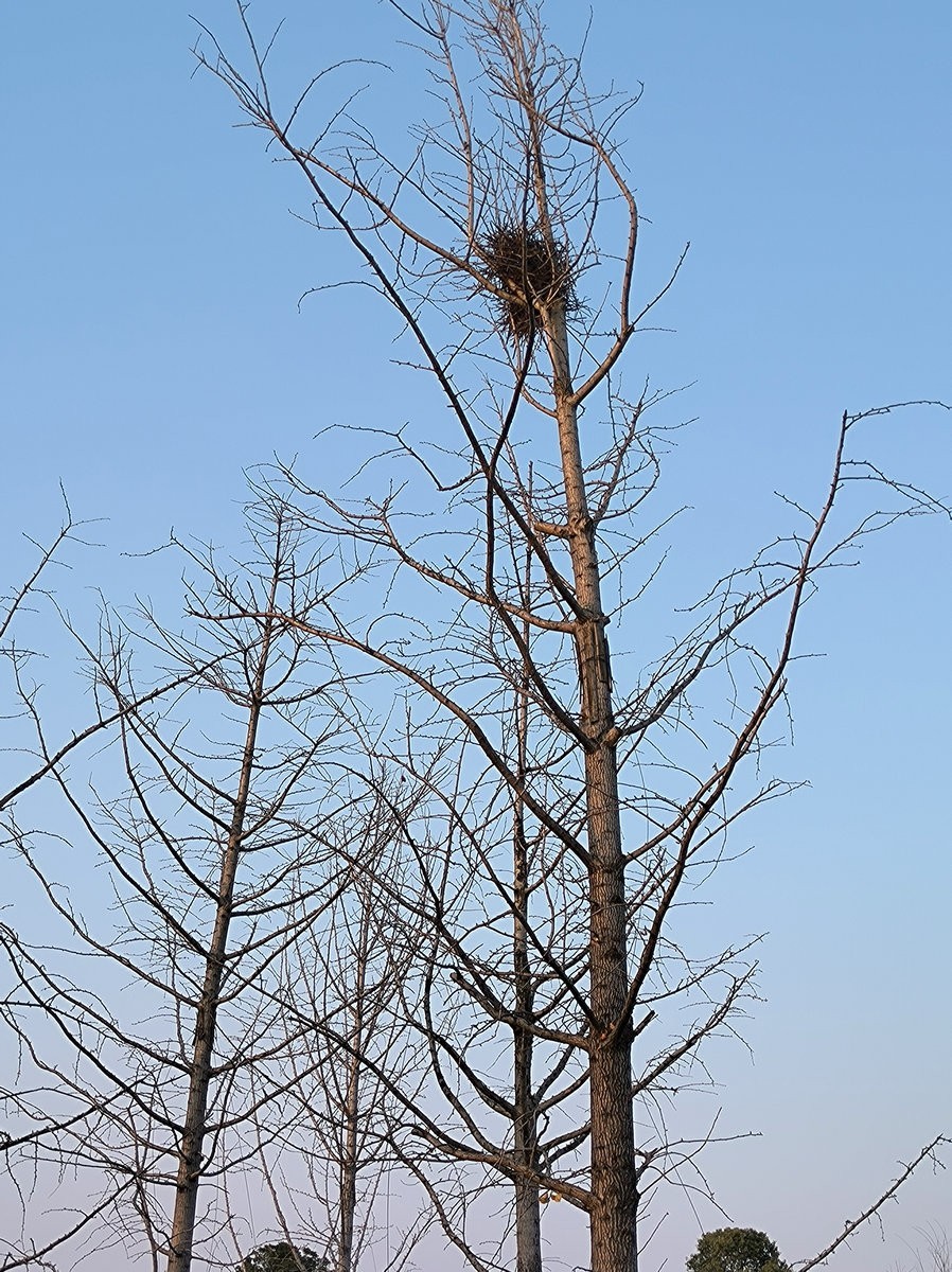 漫步星城 走街串巷（613）自然山水