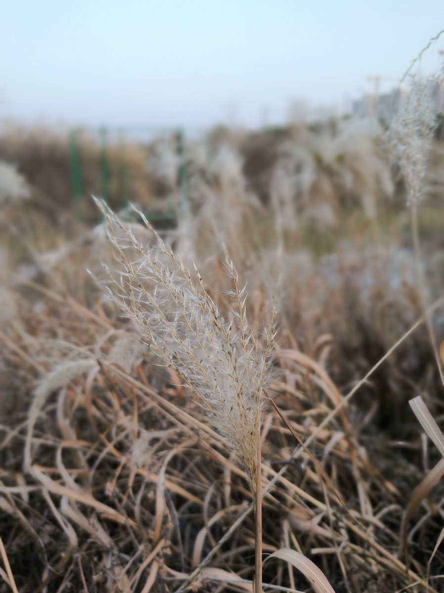 漫步星城 走街串巷（614）双健路