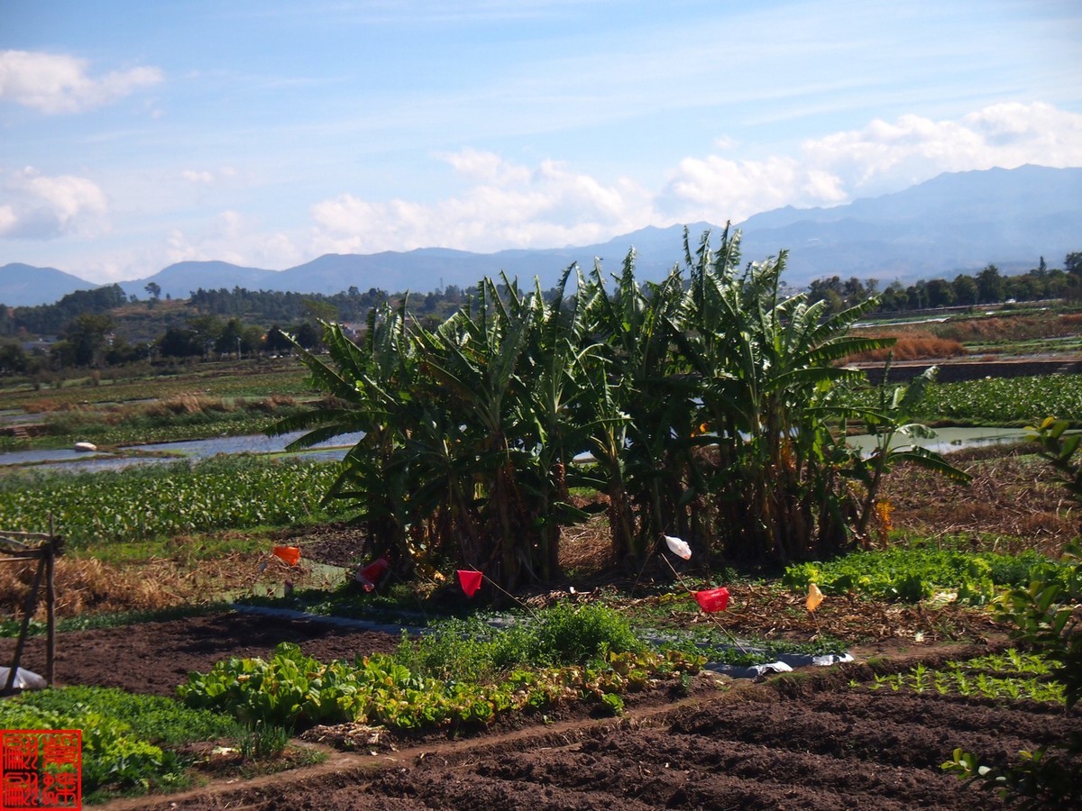 2023建水所见（20）