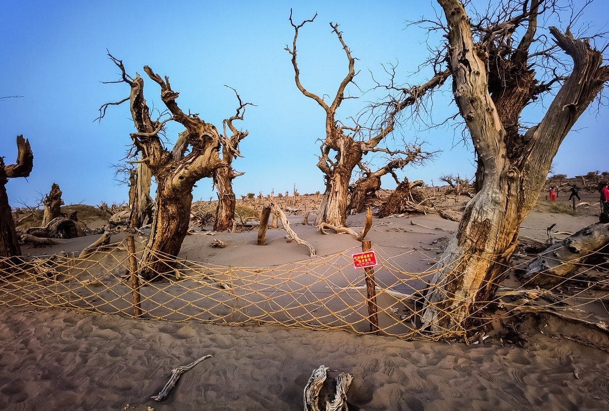 酒泉怪树林掠影