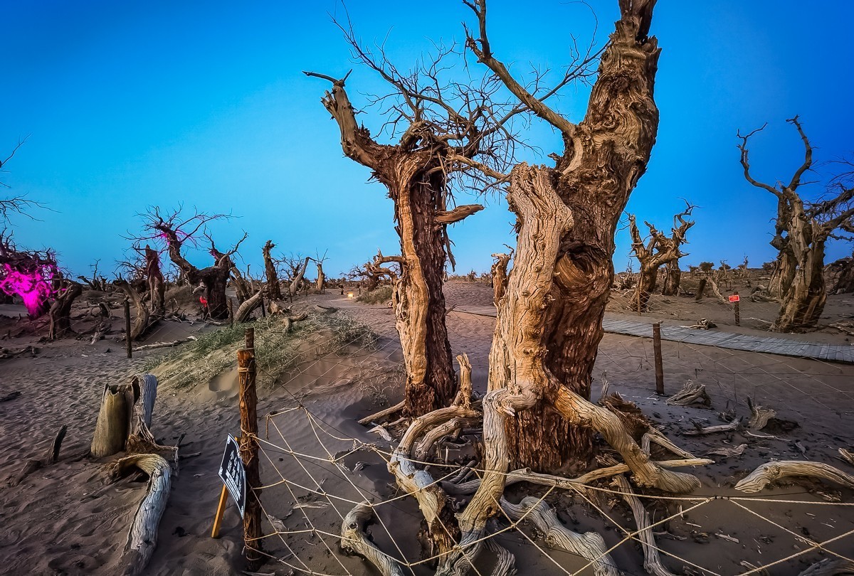 酒泉怪树林掠影
