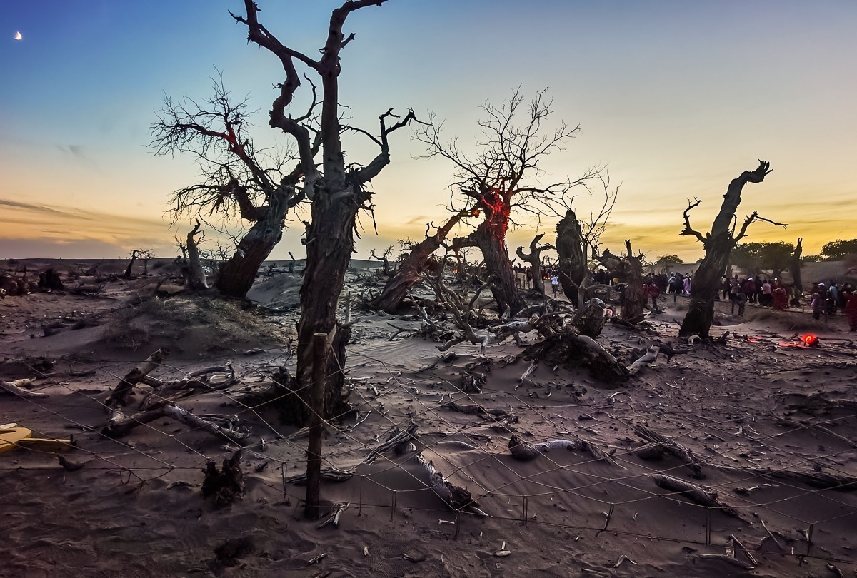 酒泉怪树林掠影