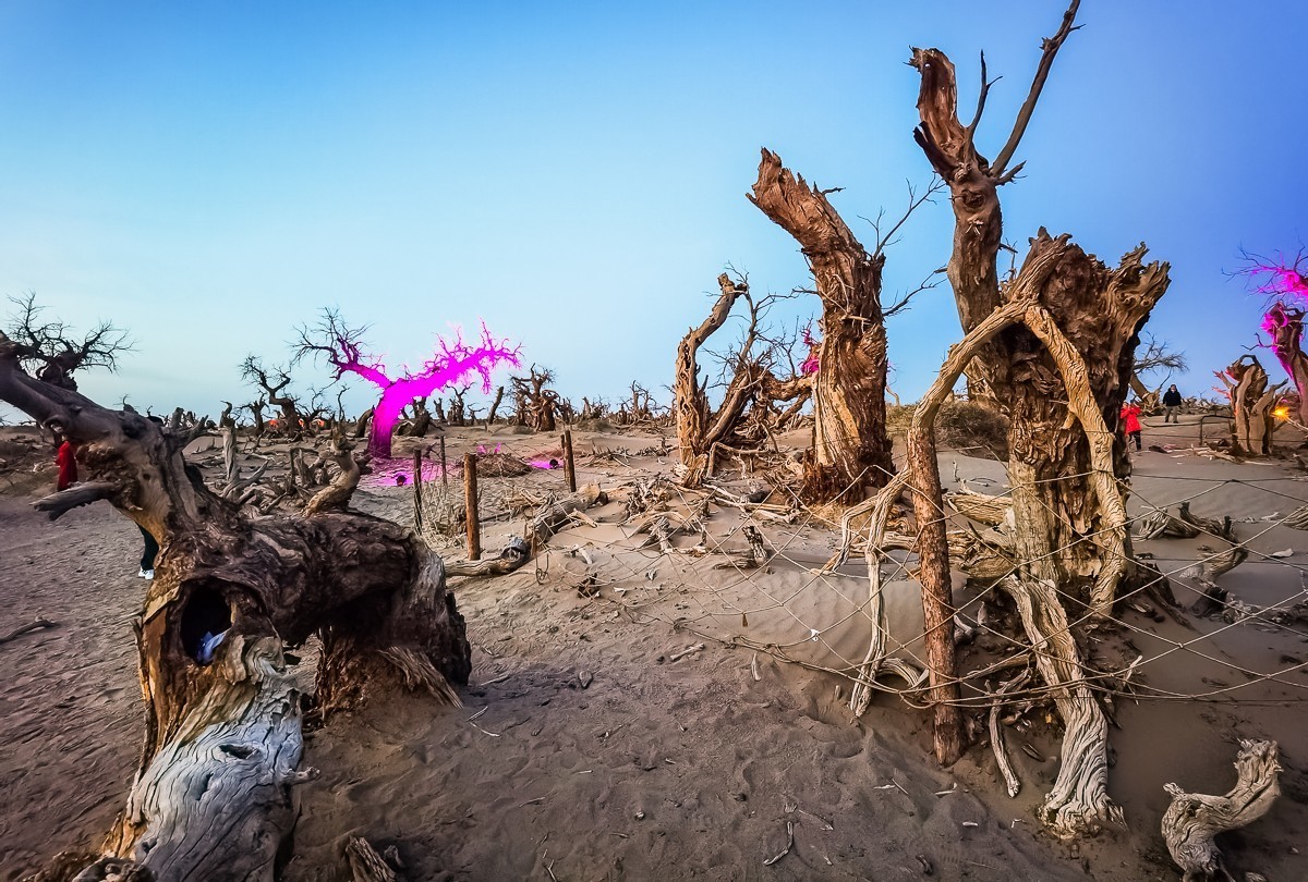 酒泉怪树林掠影