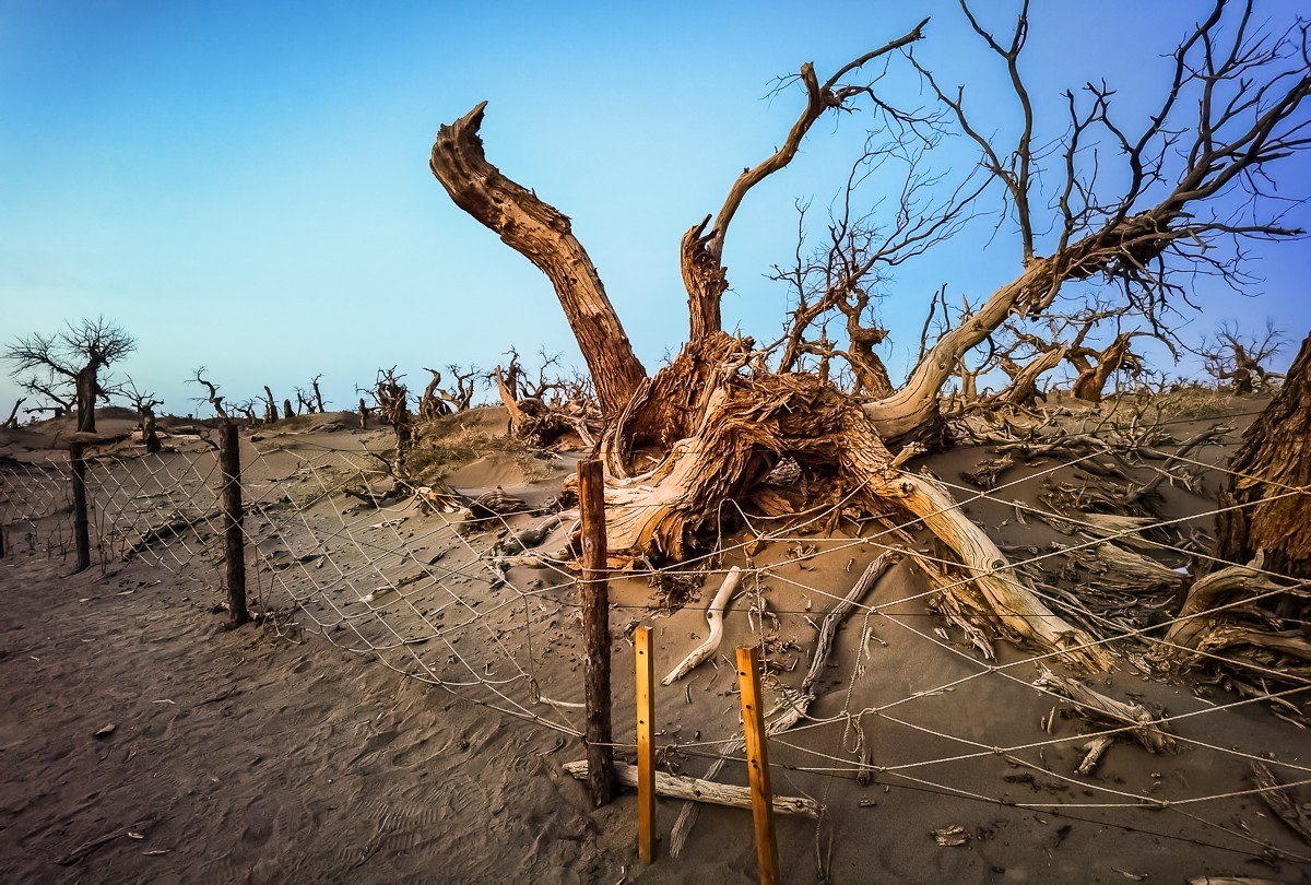 酒泉怪树林掠影