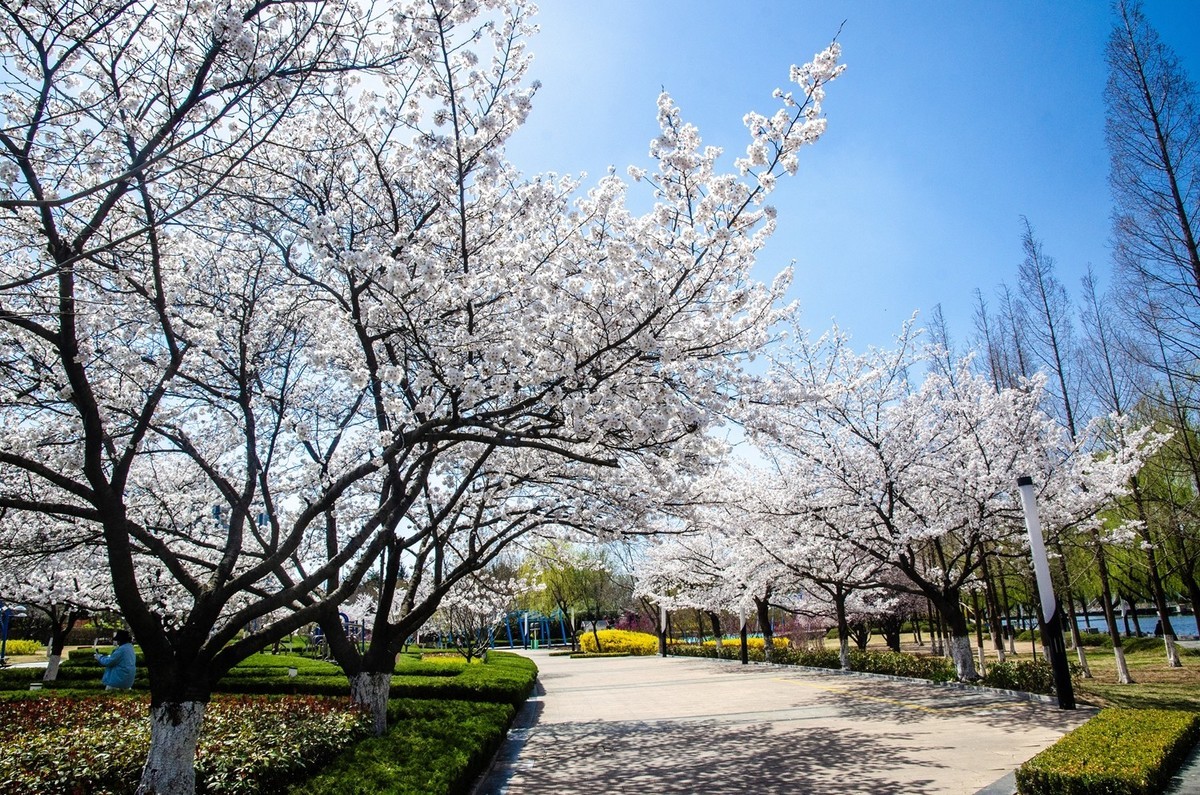 樱花绽放（四）