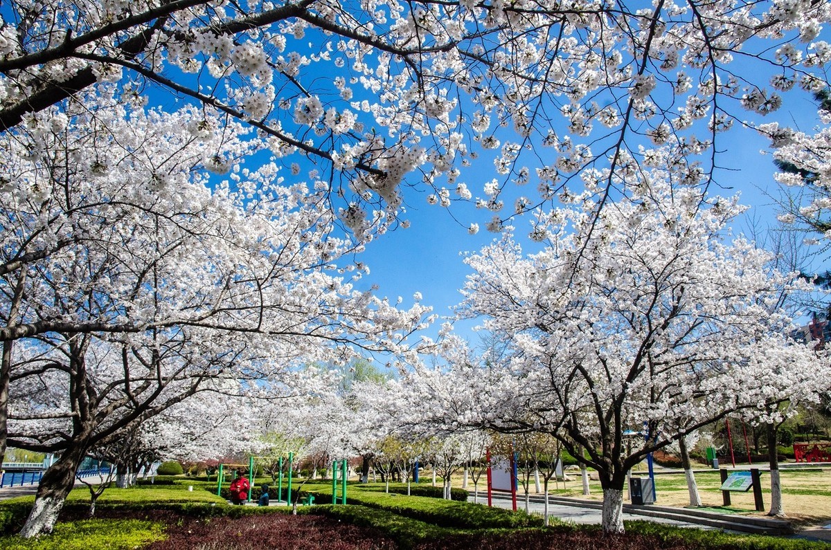 樱花绽放（四）