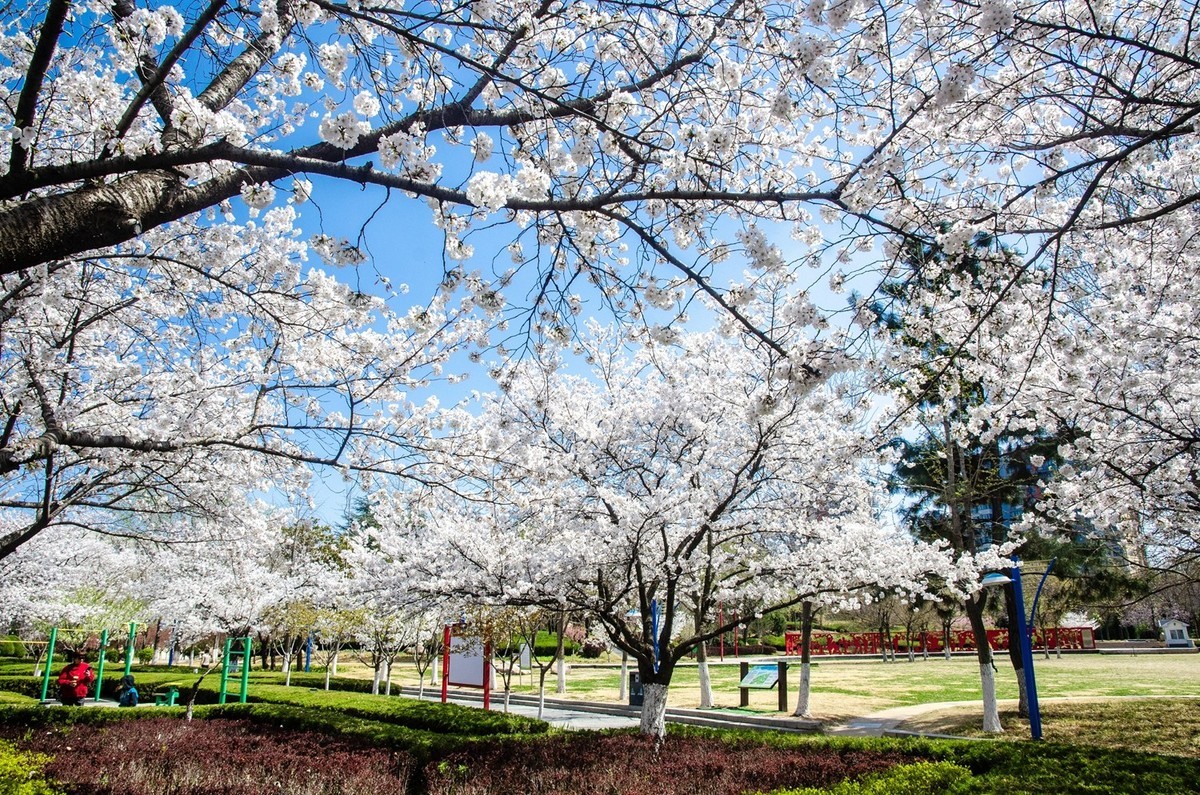 樱花绽放（四）