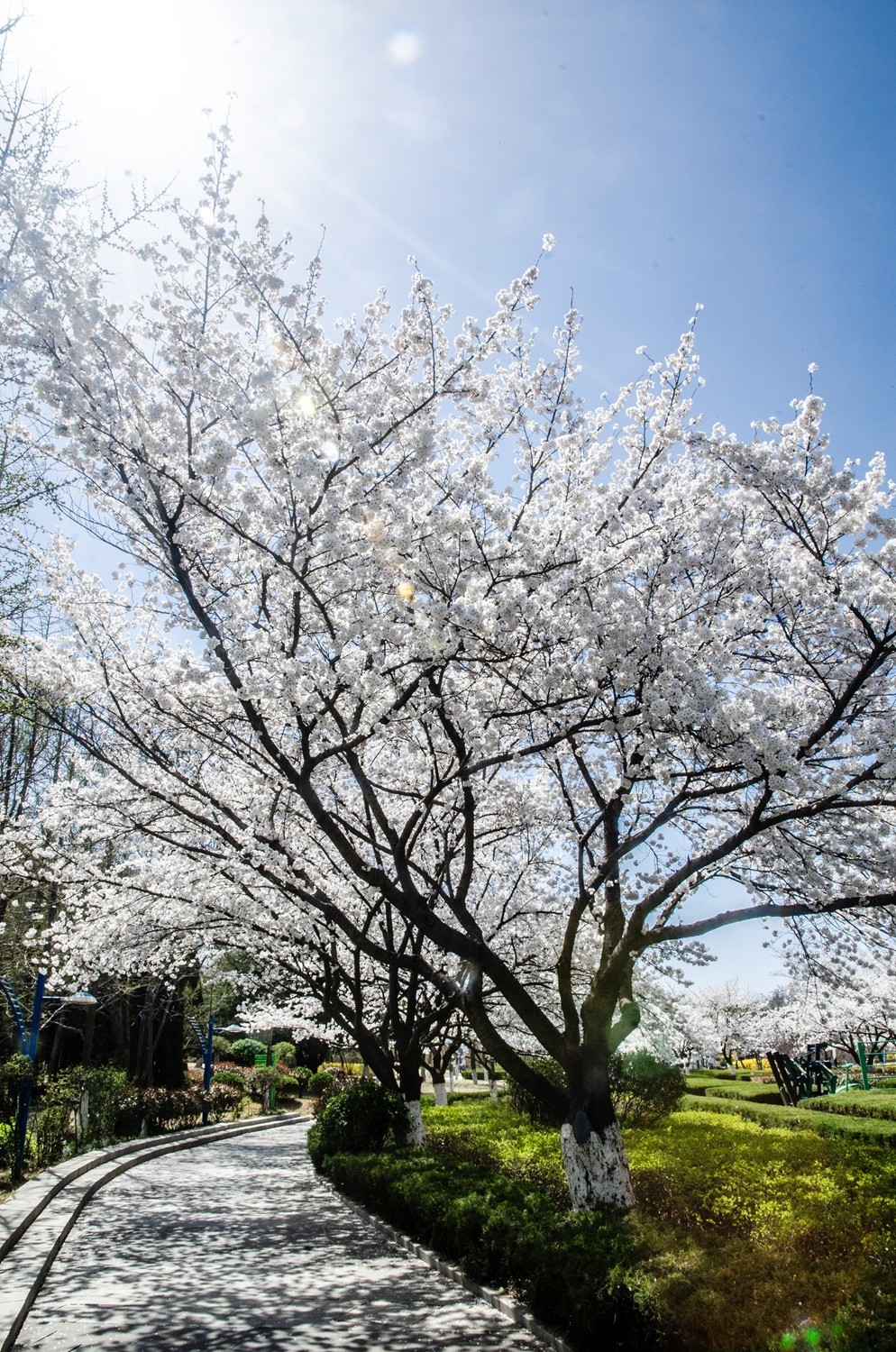 樱花绽放（四）