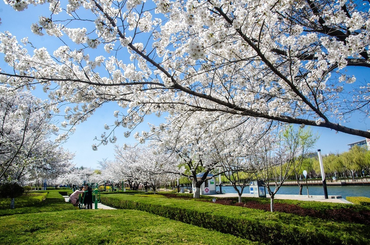 樱花绽放（四）