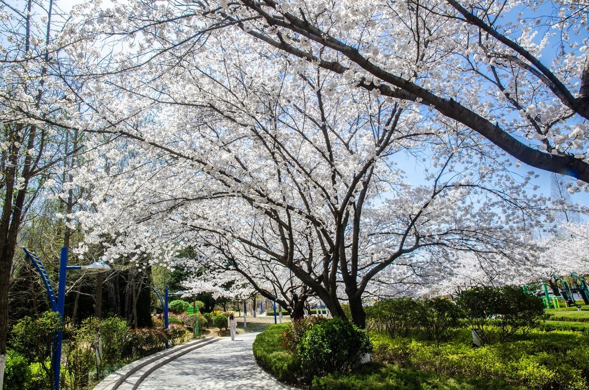 樱花绽放（四）