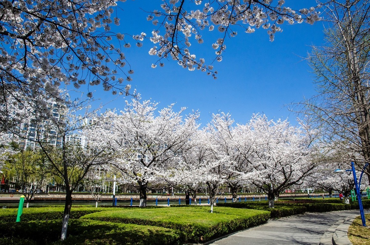 樱花绽放（四）