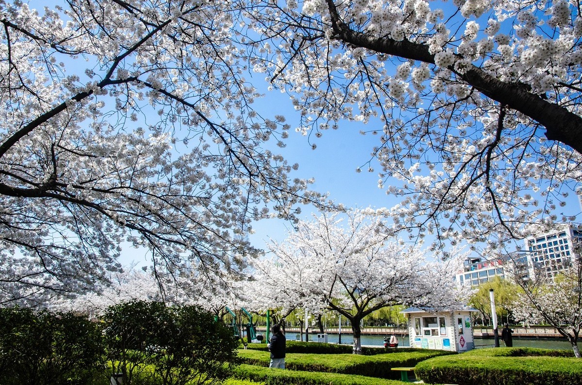 樱花绽放（四）