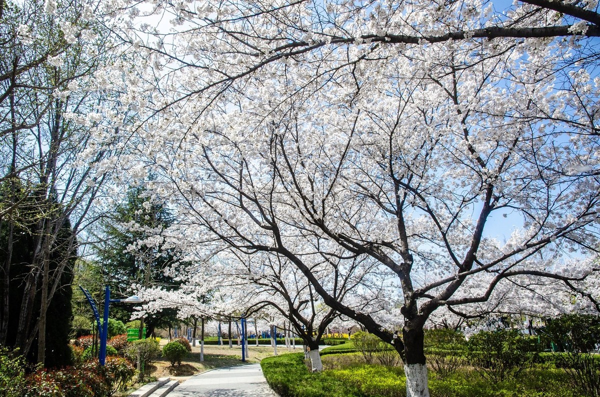 樱花绽放（四）