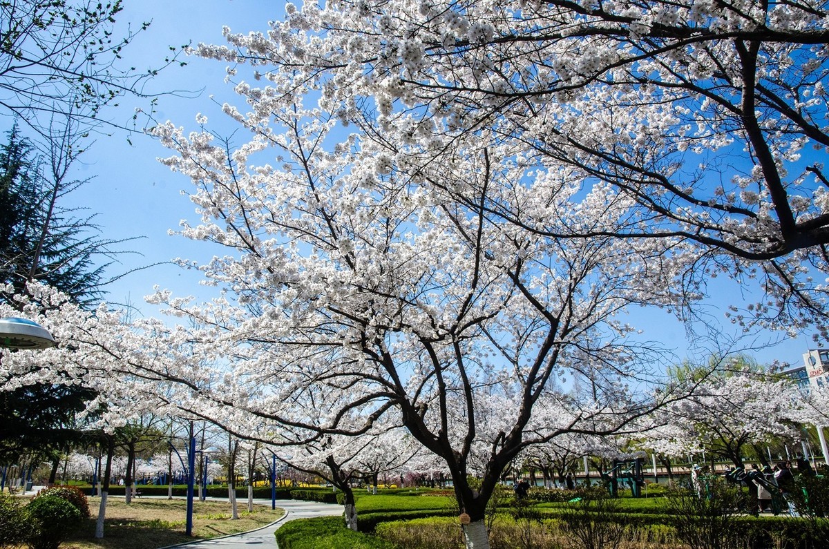樱花绽放（四）