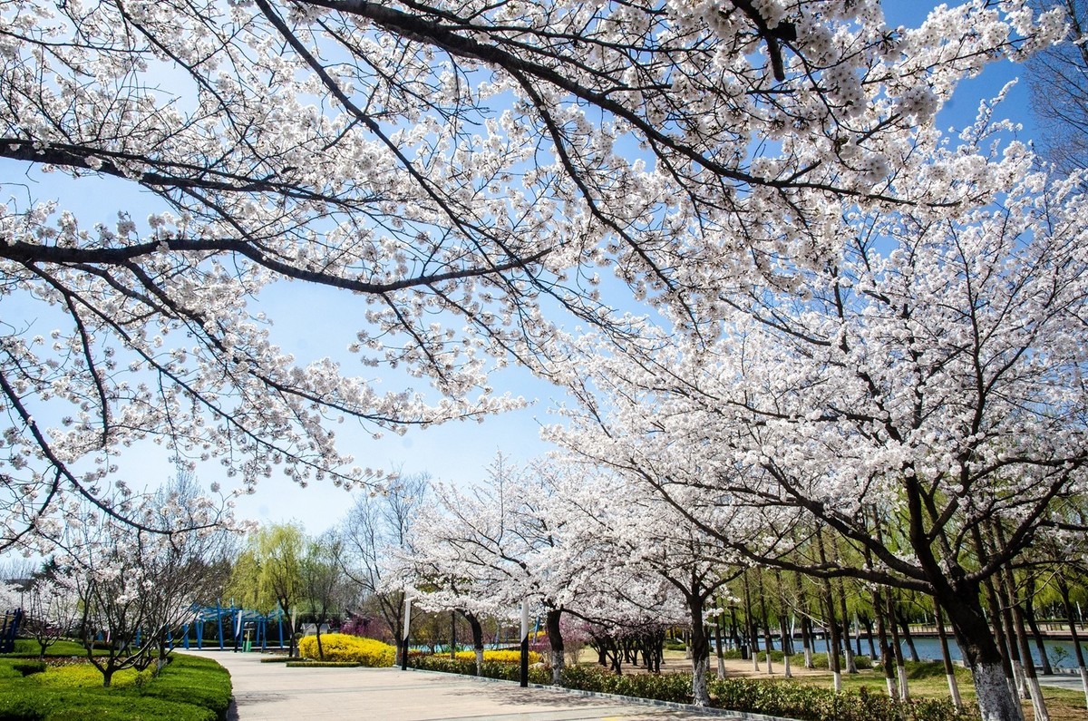 樱花绽放（四）