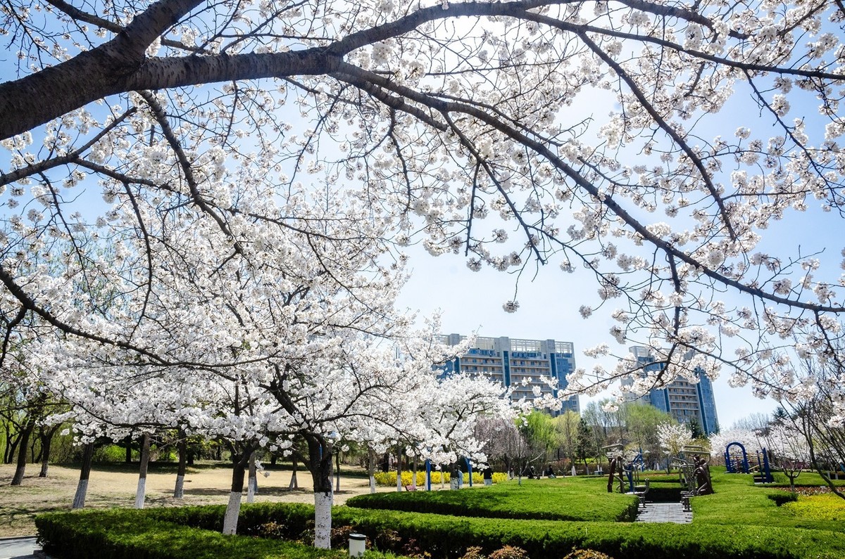 樱花绽放（四）