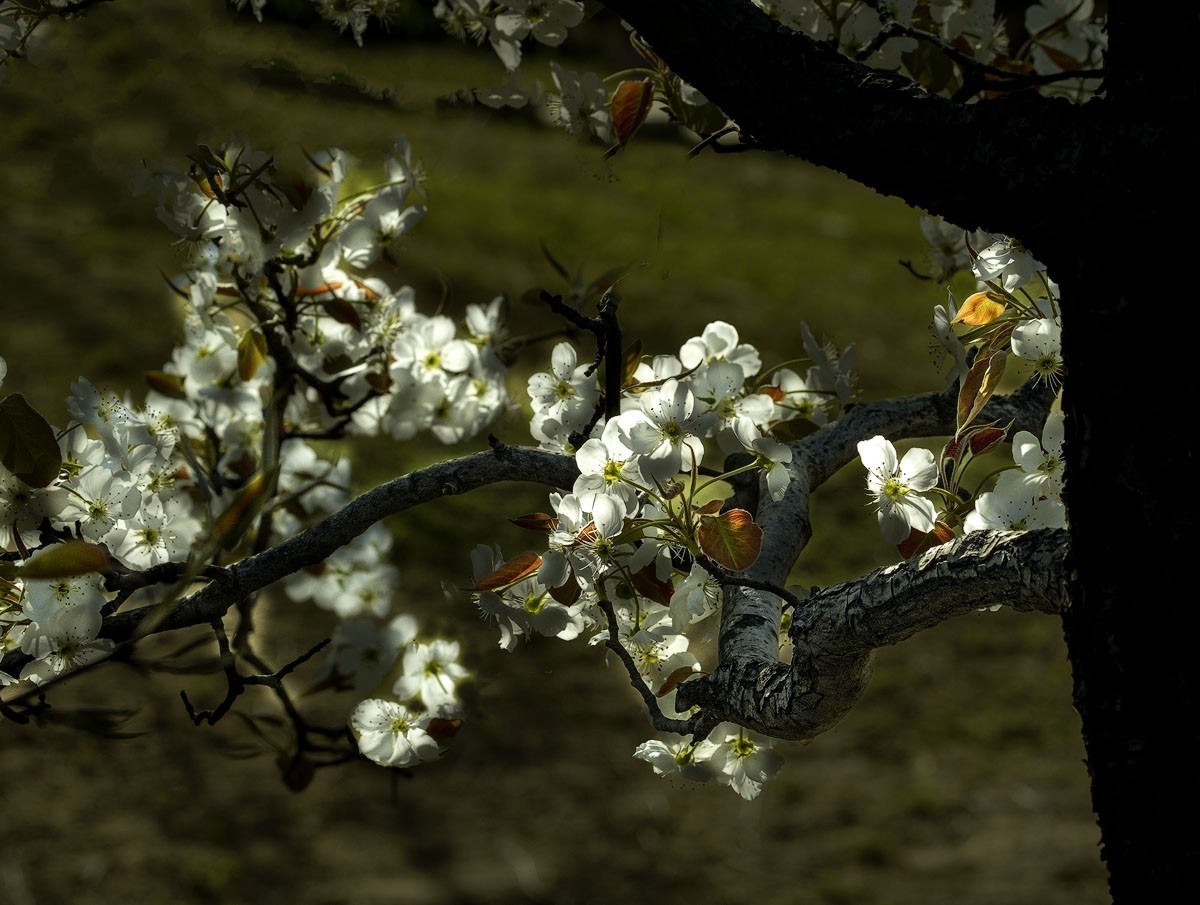 素雅梨花看虚实