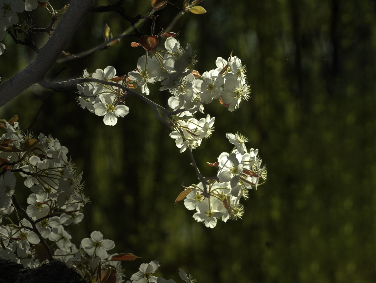 素雅梨花看虚实