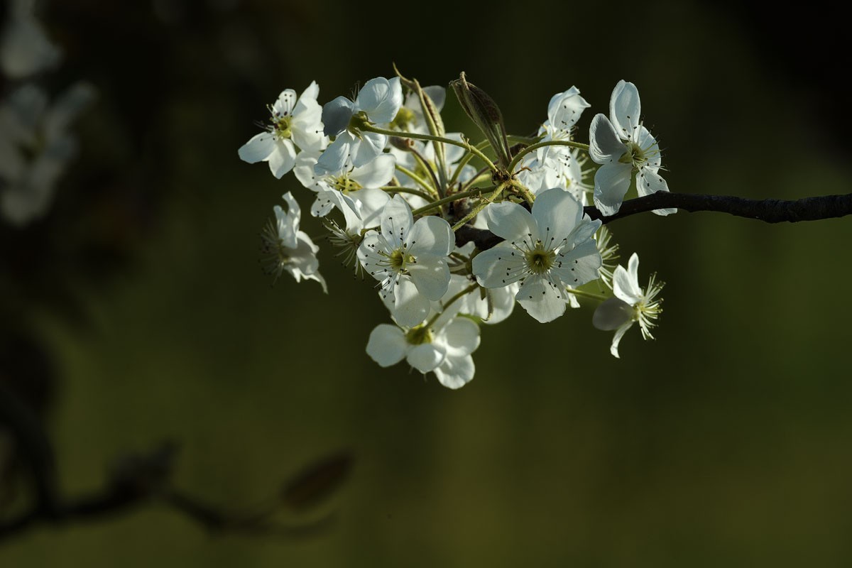 素雅梨花看虚实