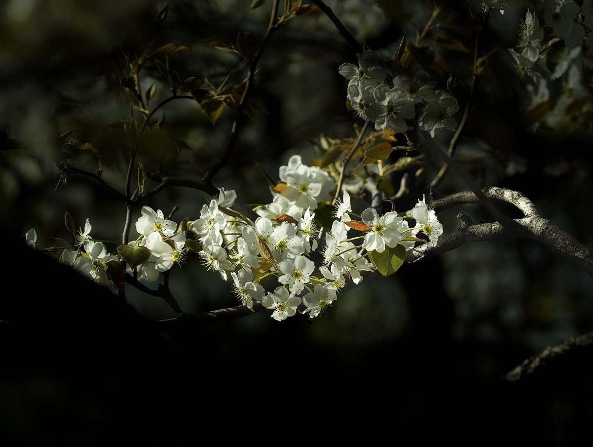 素雅梨花看虚实