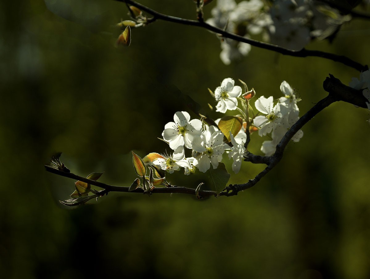 素雅梨花看虚实