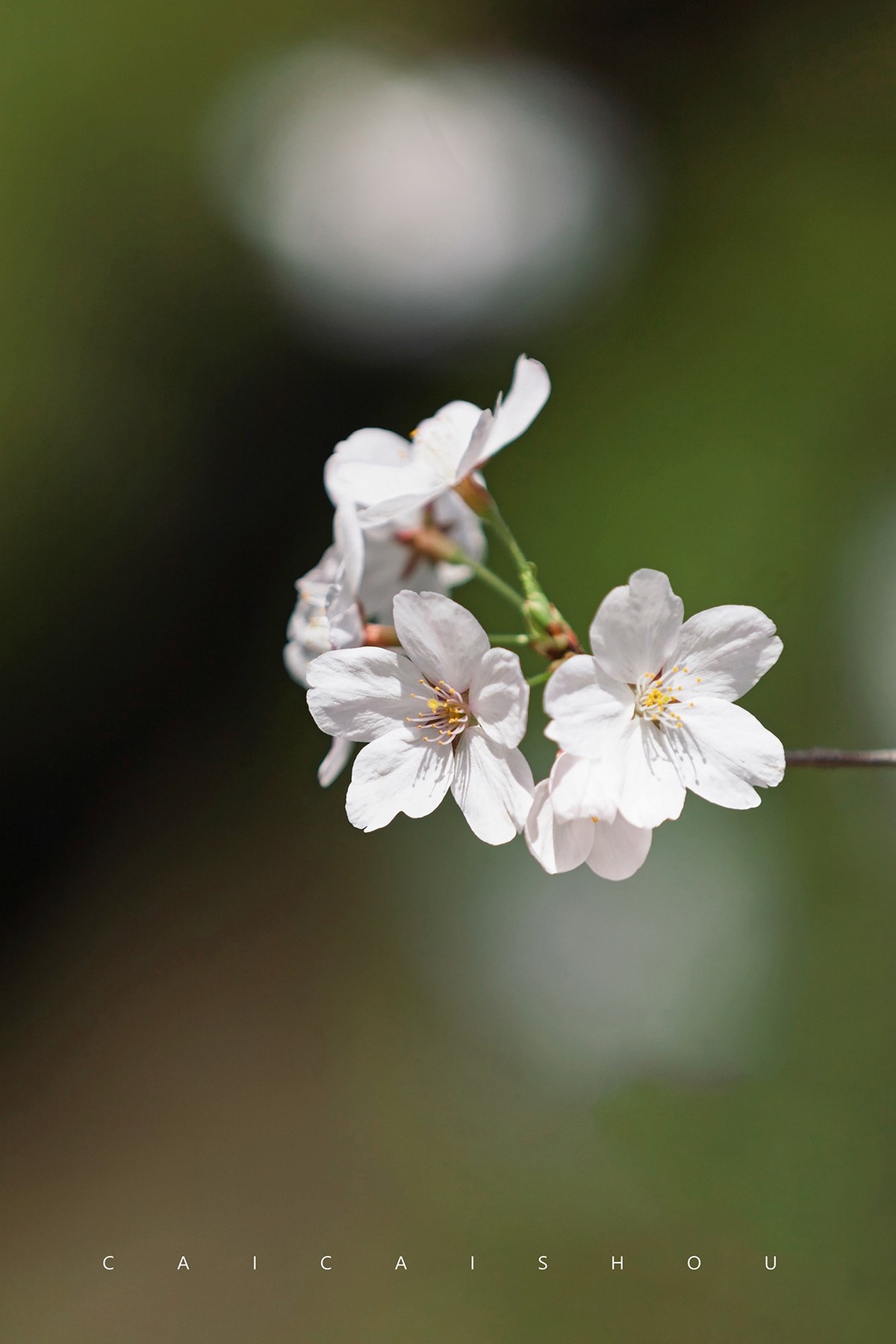 【菜々手摄影】樱花一组