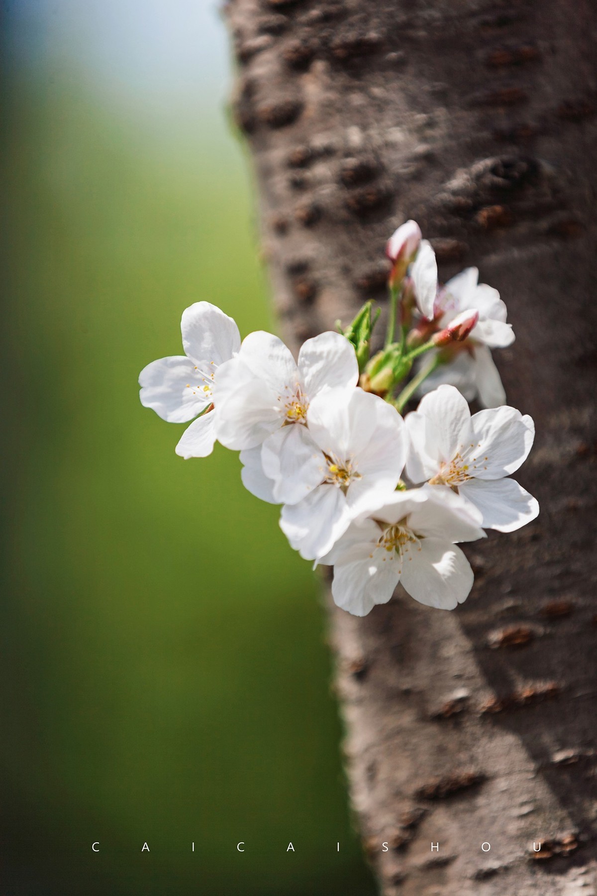 【菜々手摄影】樱花一组
