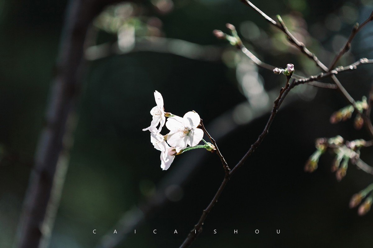 【菜々手摄影】樱花一组