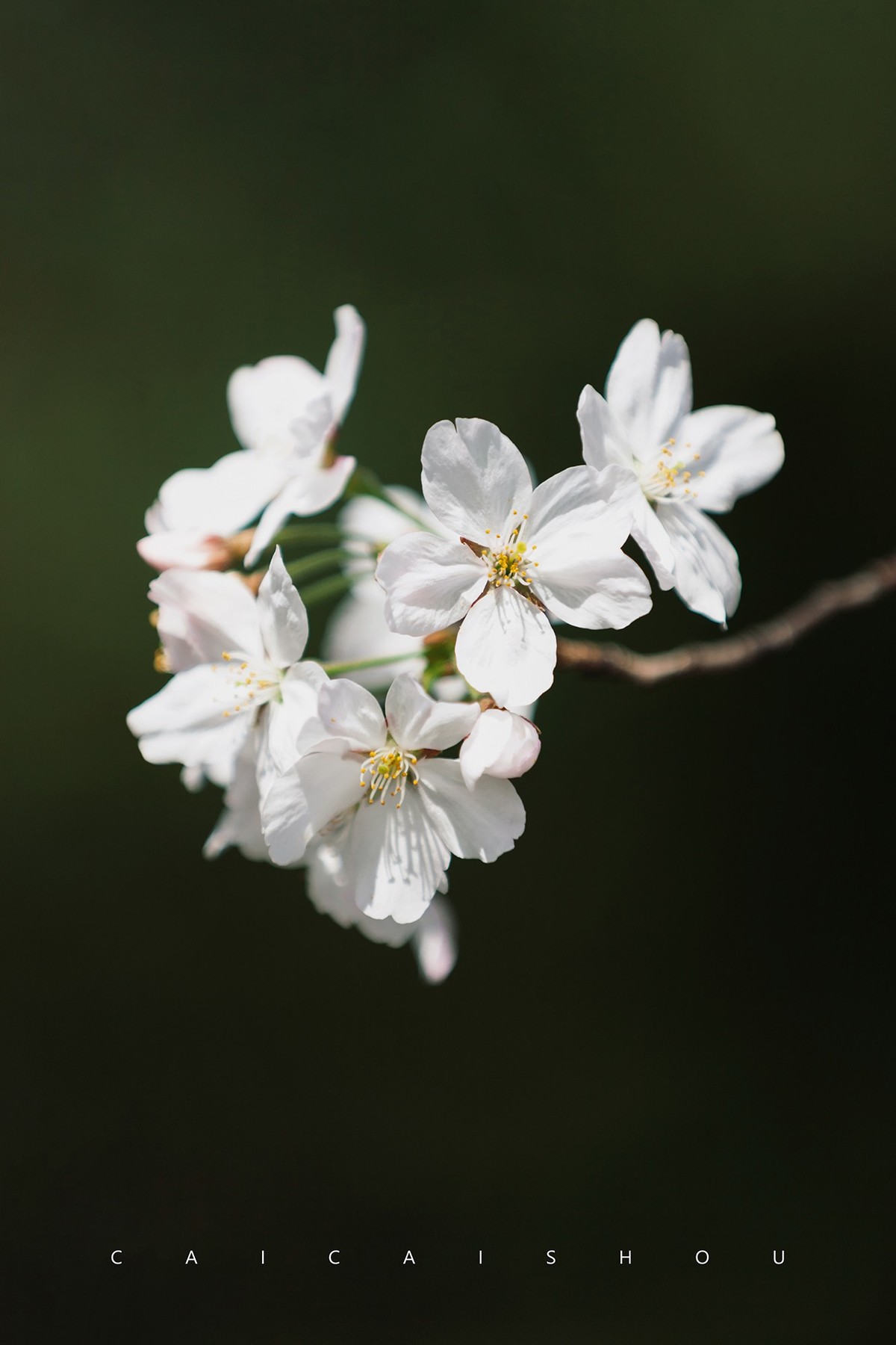 【菜々手摄影】樱花一组