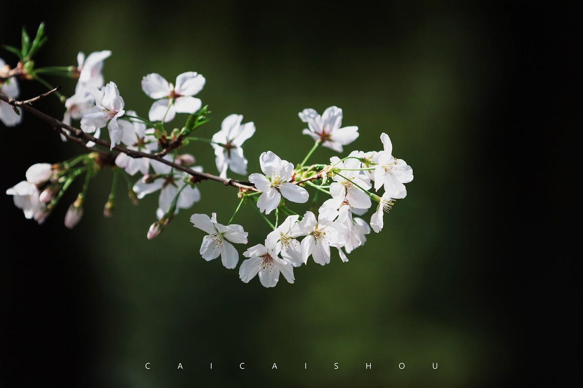 【菜々手摄影】樱花一组
