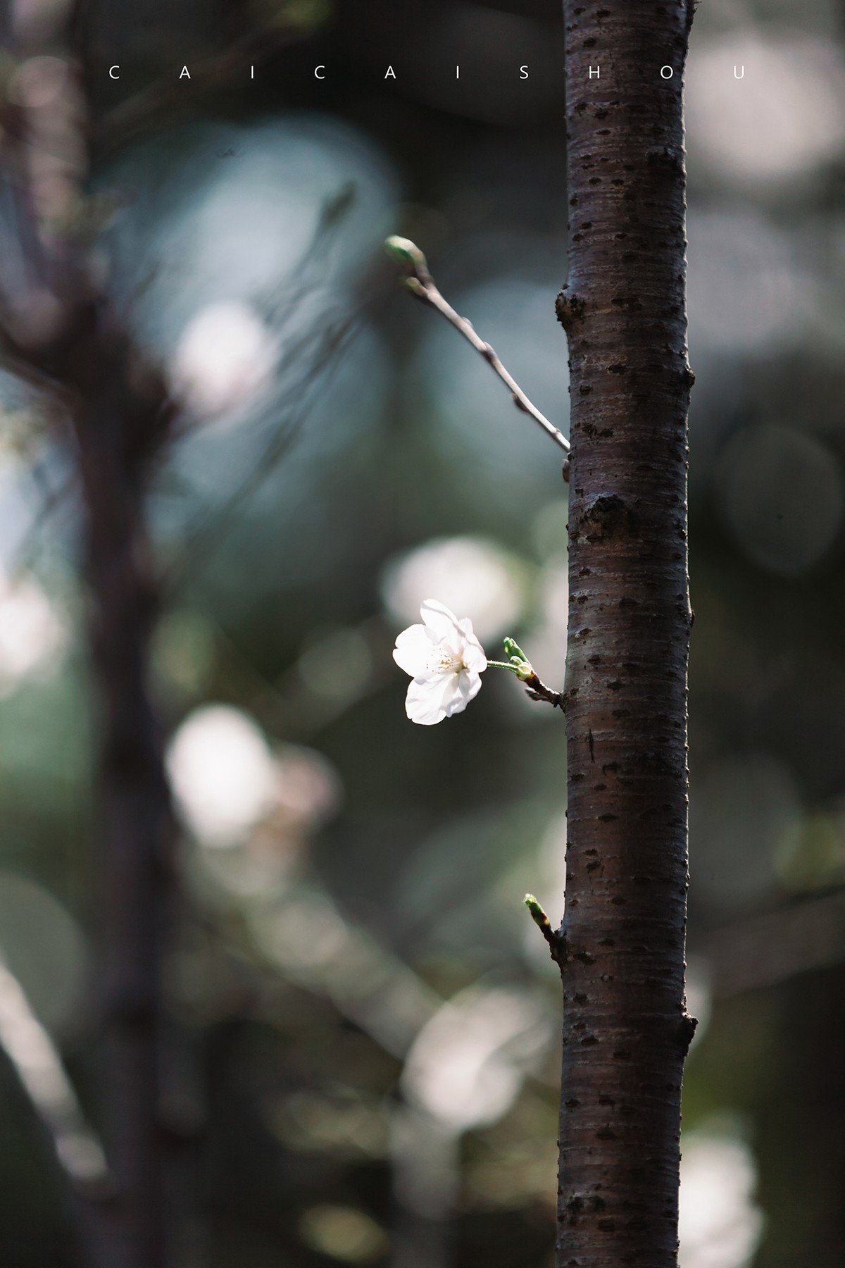 【菜々手摄影】樱花一组