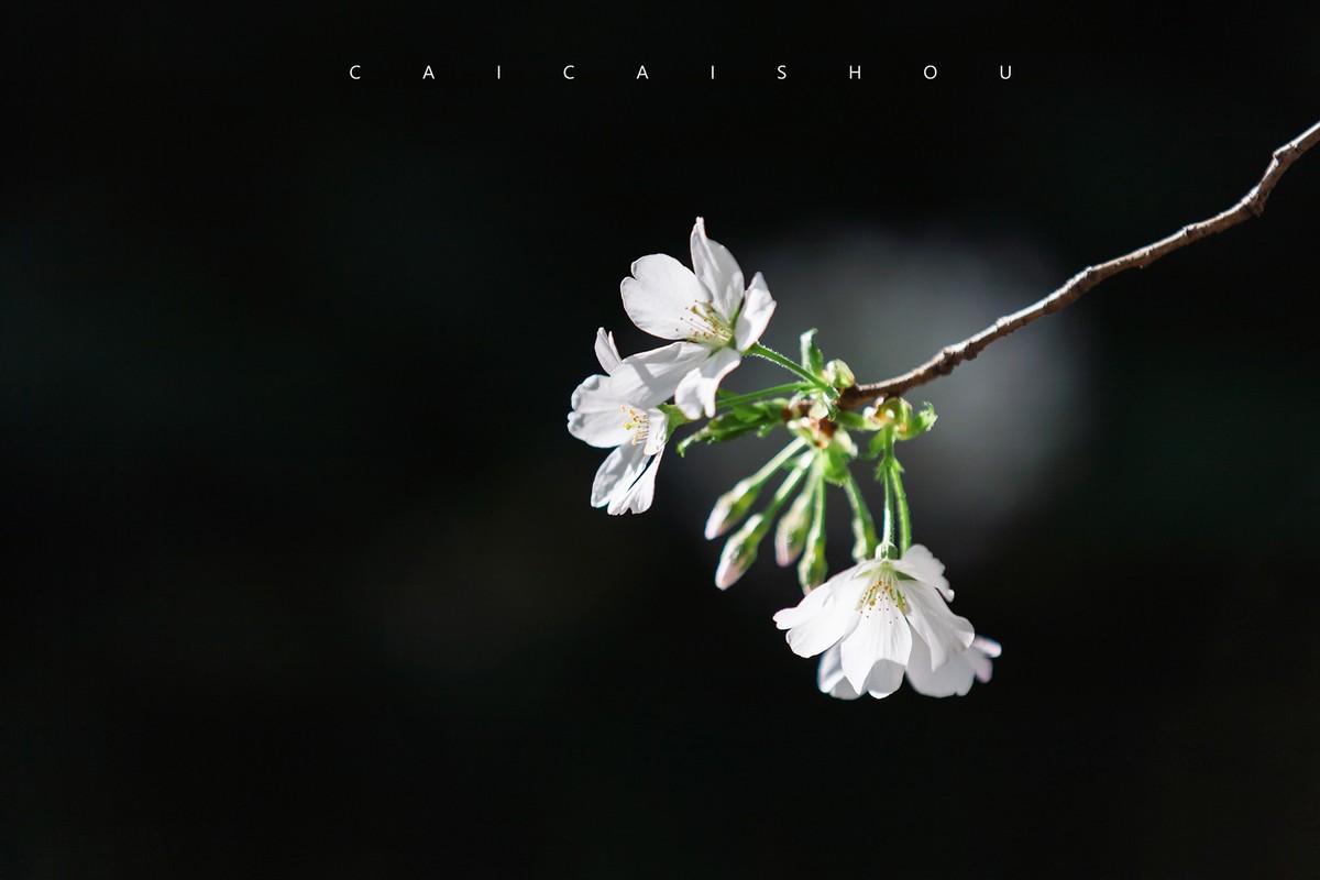 【菜々手摄影】樱花一组