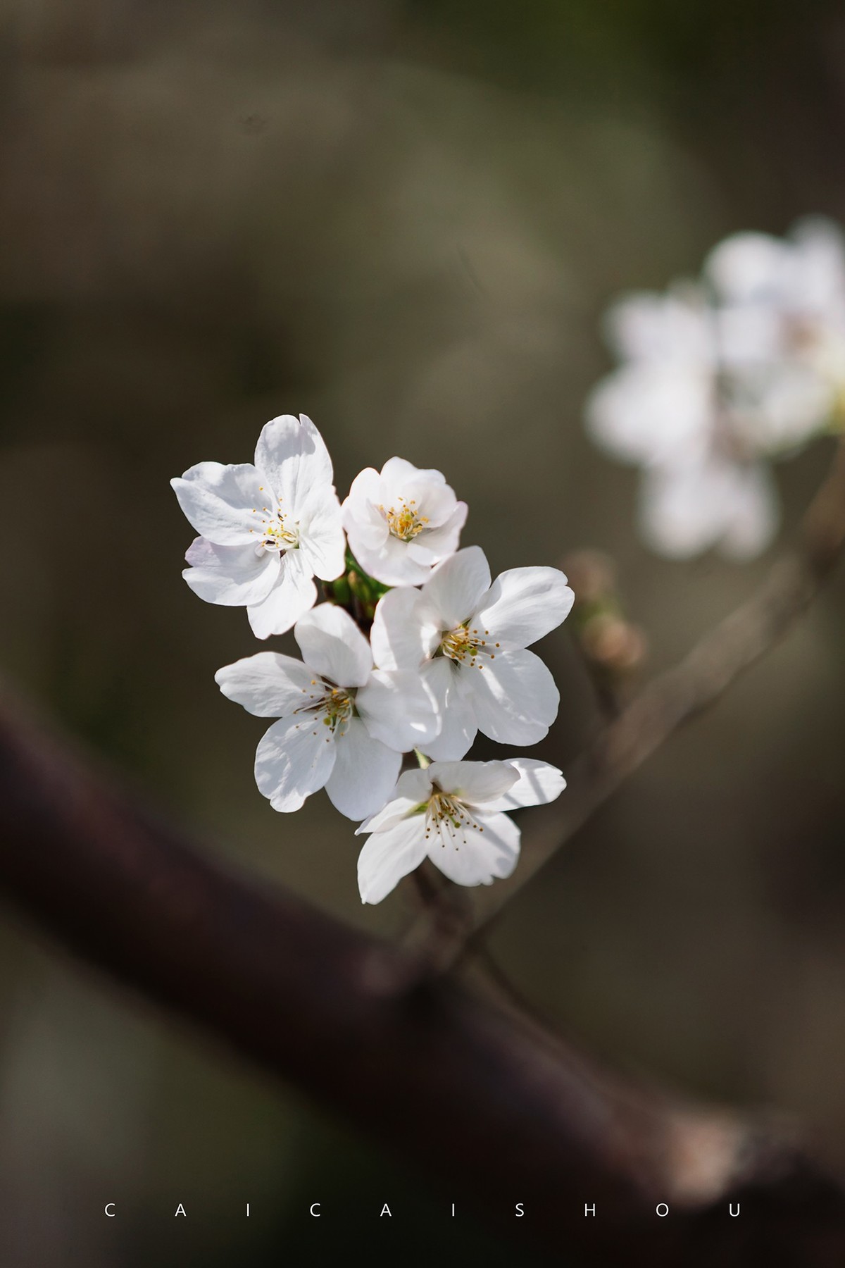 【菜々手摄影】樱花一组