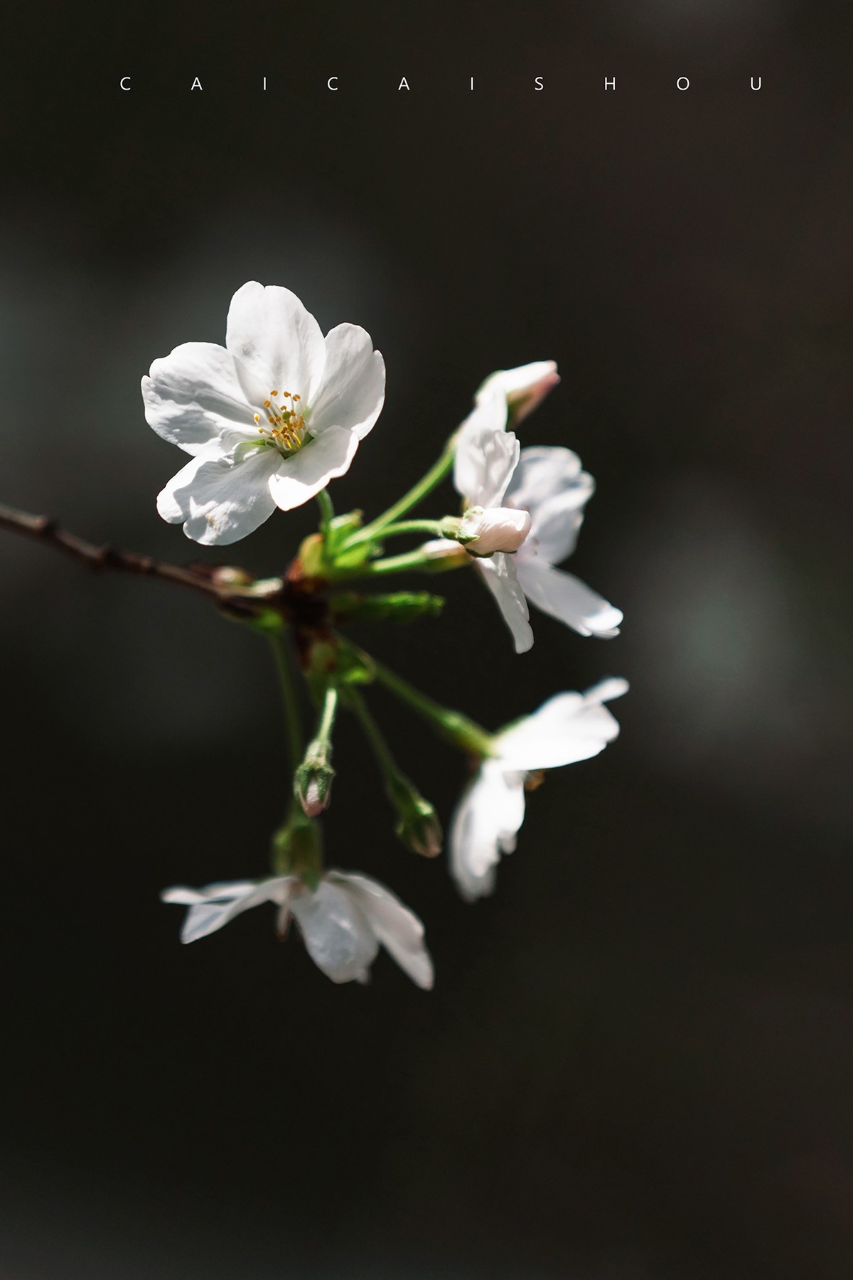 【菜々手摄影】樱花一组
