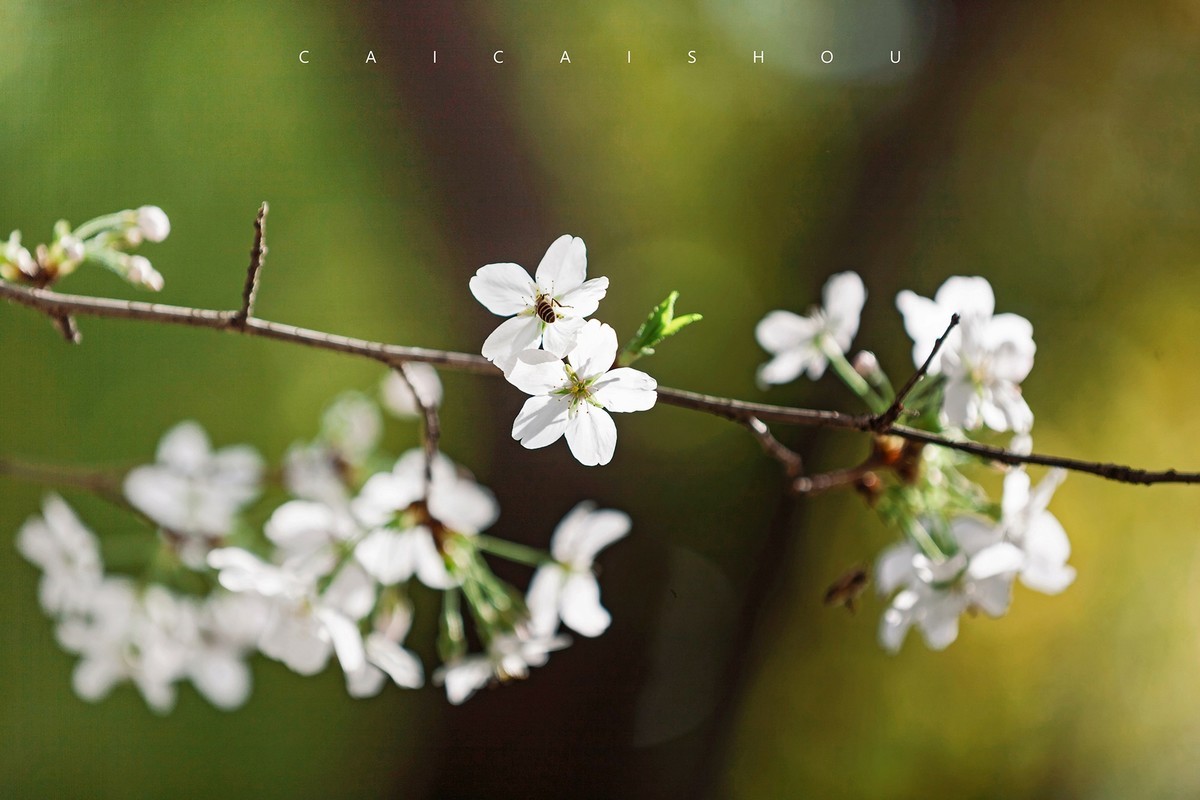 【菜々手摄影】樱花一组