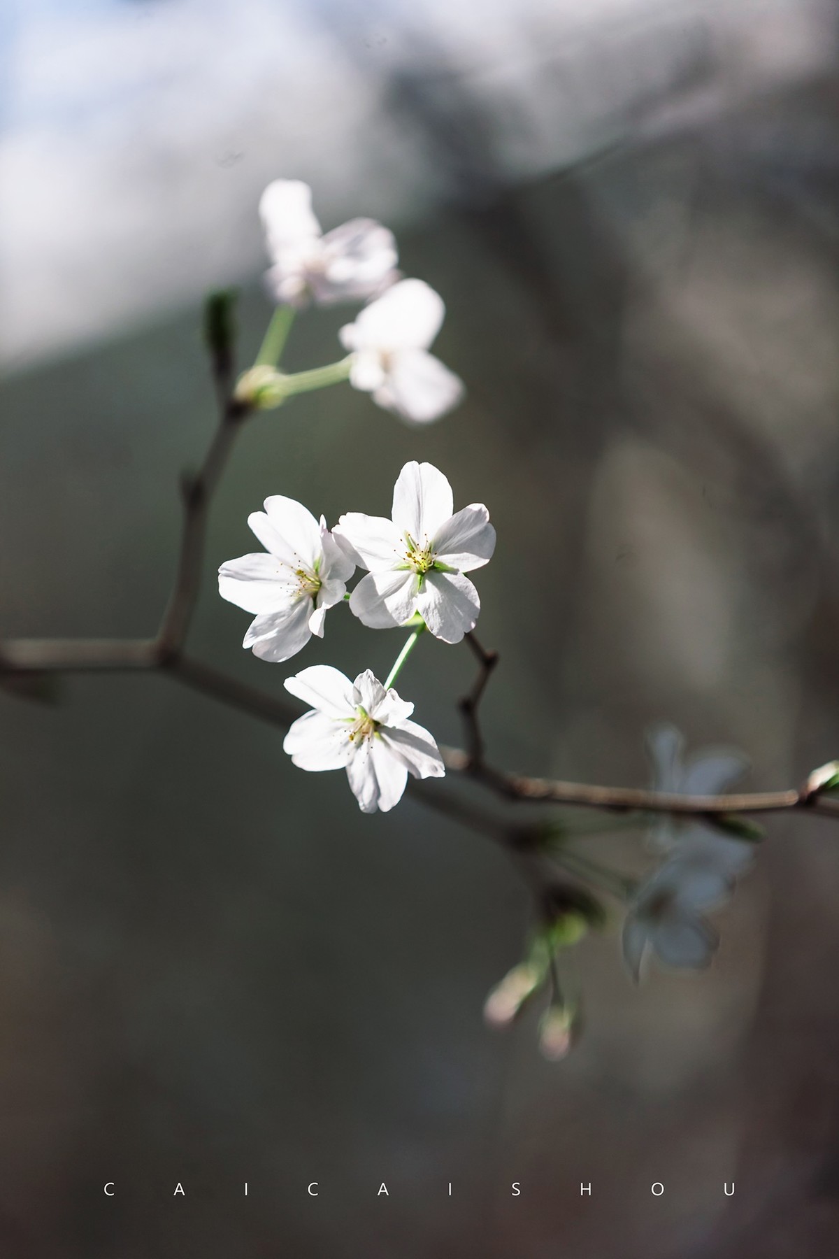 【菜々手摄影】樱花一组