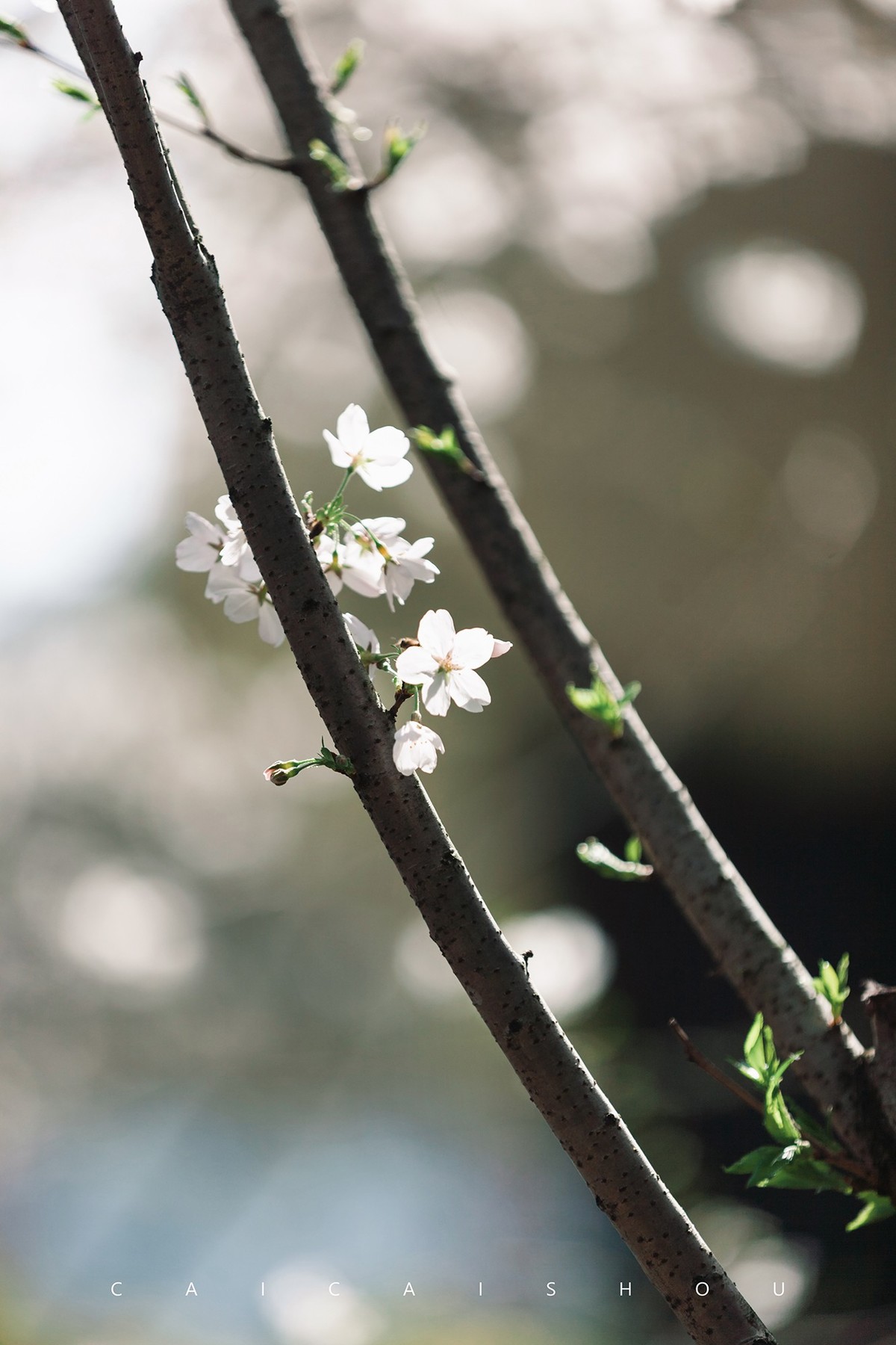 【菜々手摄影】樱花一组