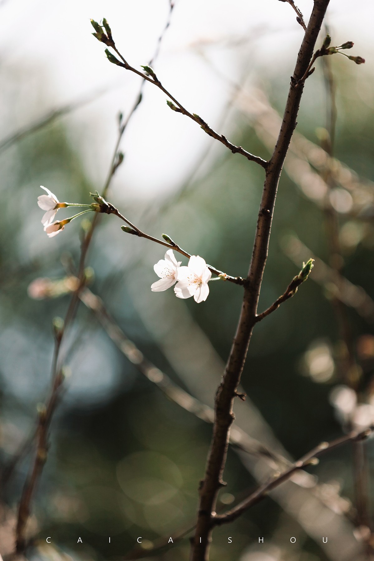 【菜々手摄影】樱花一组