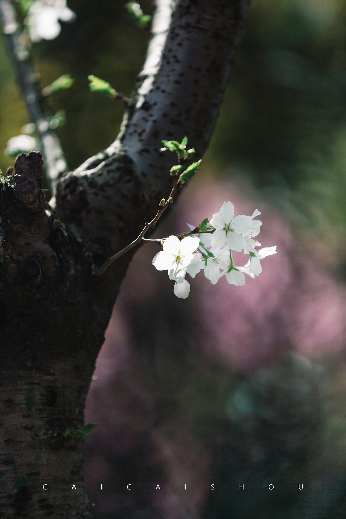 【菜々手摄影】樱花一组