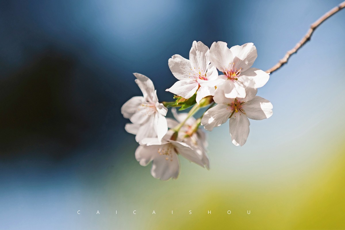 【菜々手摄影】樱花一组
